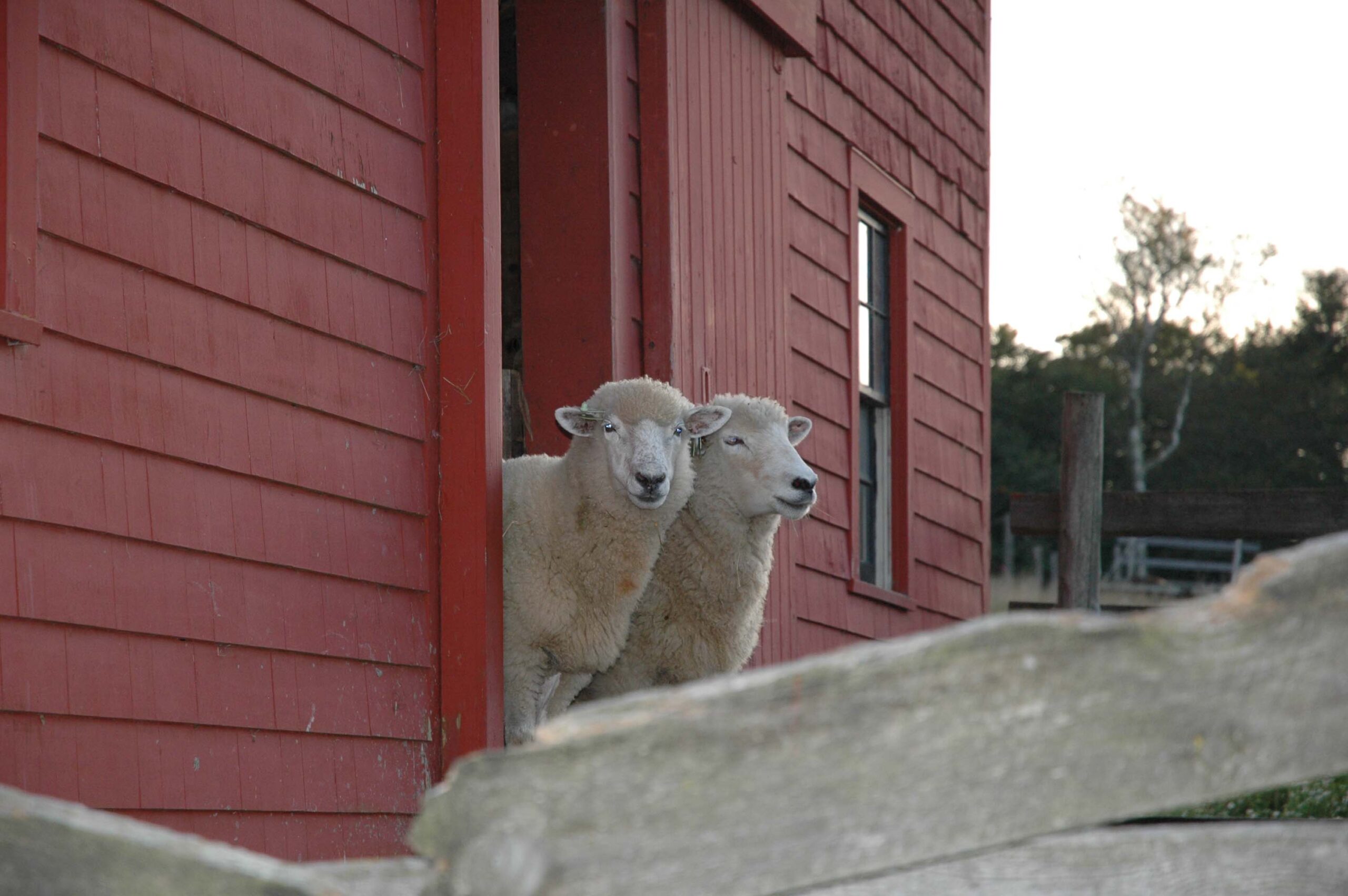 Sheep Barn